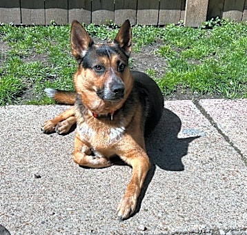 Photo of Samson