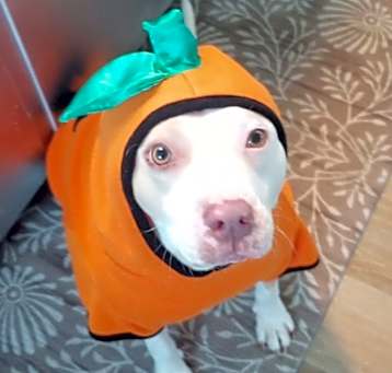 Photo of Daisy