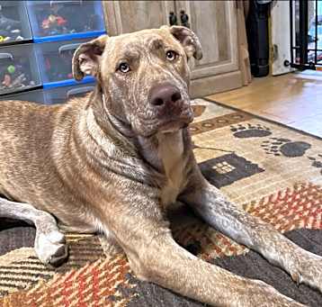 Photo of Dog
