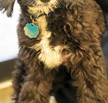 Photo of Blaze
