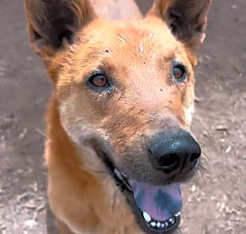 Photo of Nemo  - Handsome & Dog Friendly