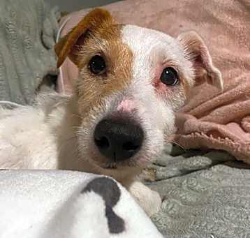 Photo of Bailey