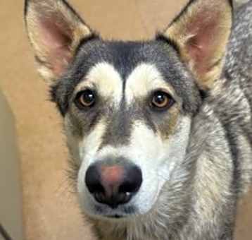 Photo of Maska