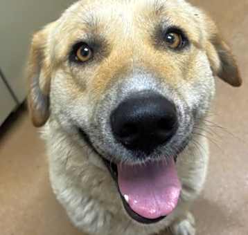 Photo of Rex