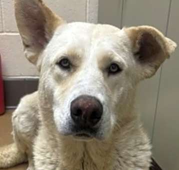 Photo of Butch