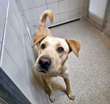 Photo of Blondie-Rescue Only