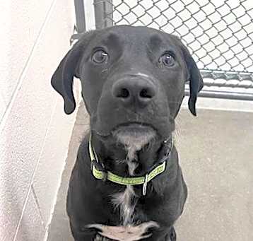 Photo of Jax