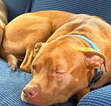 Photo of 81096A Alfie - Adoption Ambass