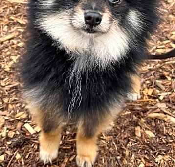Photo of Wolf