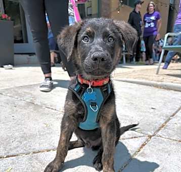 Photo of Humphrey