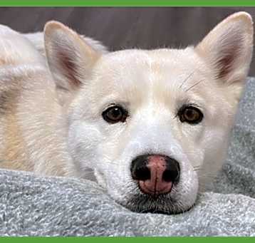 Photo of Huan Huan
