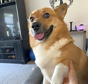 Photo of Cosmo