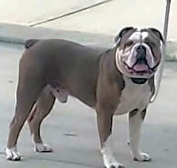 Photo of Chopper
