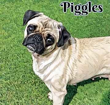 Photo of Piggles