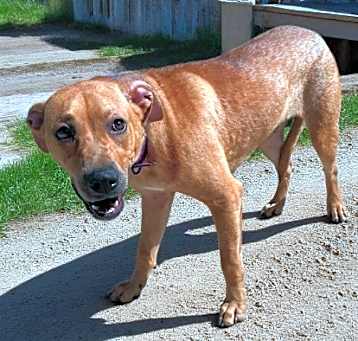 Photo of Stray Deltona Avail 5/21
