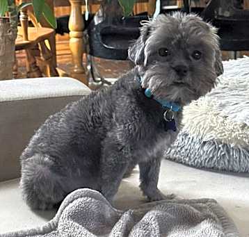 Photo of Miles