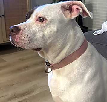 Photo of Luna