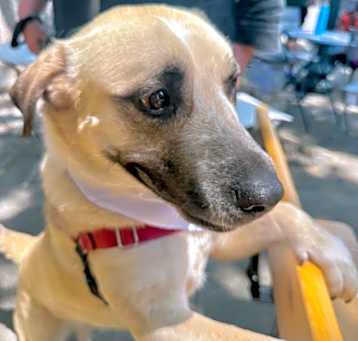 Photo of LADY DOGIVA now COOKIE