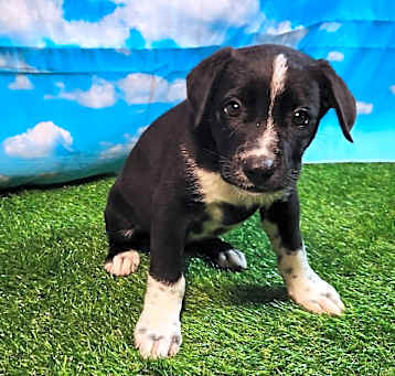 Photo of Hopscotch FJ