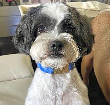 Photo of Dexter