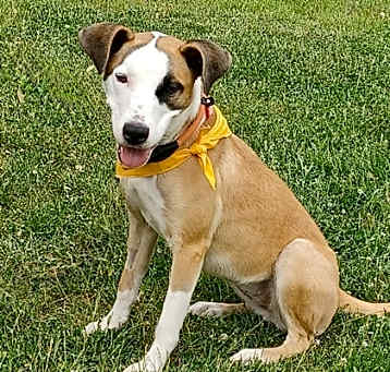 Photo of Harlow