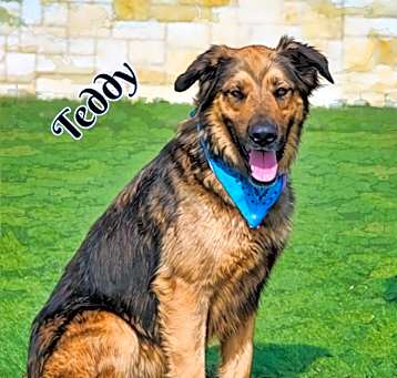 Photo of Teddy