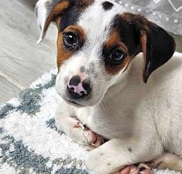 Photo of Willow