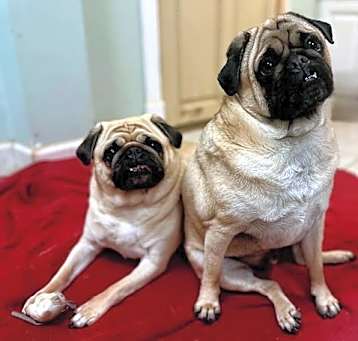 Photo of POPPY & PEANUT