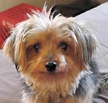 Photo of Mocha