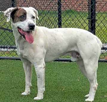Photo of Copper