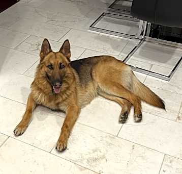 Photo of Shadow
