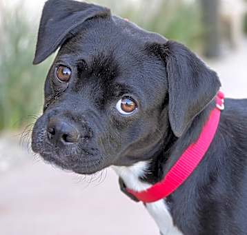 Photo of Daffy