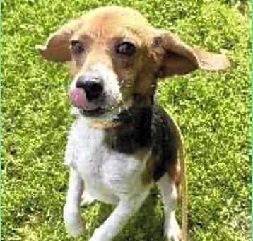 Photo of Butch