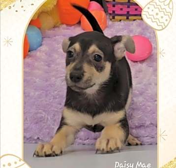 Photo of Daisy Mae