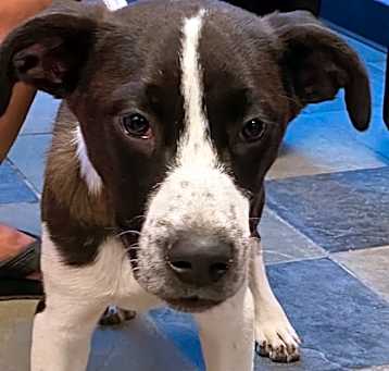 Photo of BANDIT JR