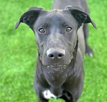 Photo of Tango*