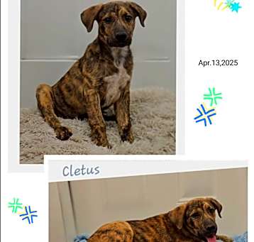 Photo of Cletus