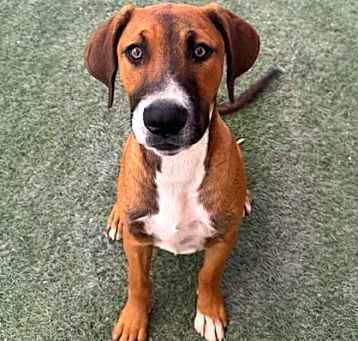 Photo of Pumba*