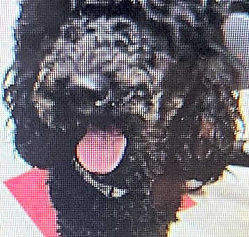 Photo of Cooper