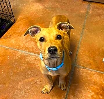 Photo of Scooby Doo