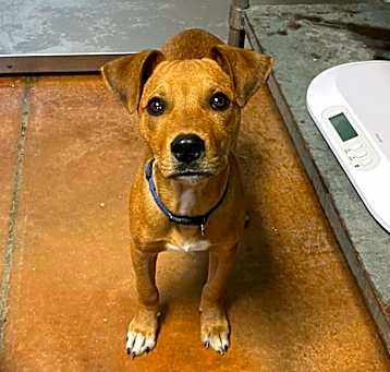 Photo of Scrappy Doo