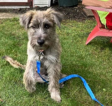 Photo of ABILEEN  24 LBS   6-8  MOS  FOSTERED IN NJ