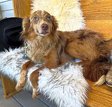 Photo of BILOXI  20 LBS 1 YR  FOSTERED IN NJ