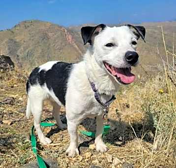 Photo of Rowdy (fka Buddy)