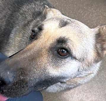 Photo of Lillygirl