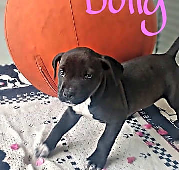 Photo of Dolly
