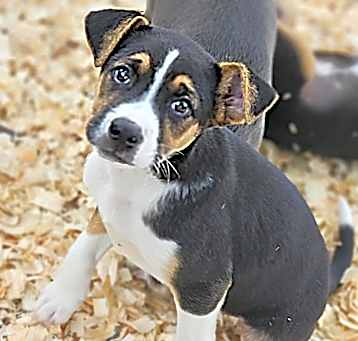 Photo of Bowser