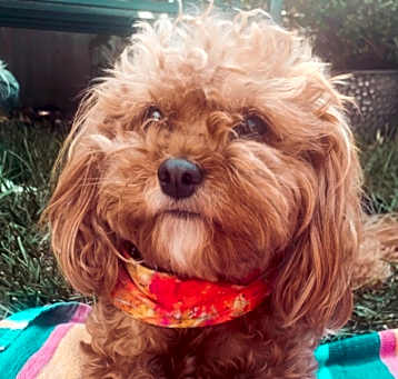 Photo of Mia