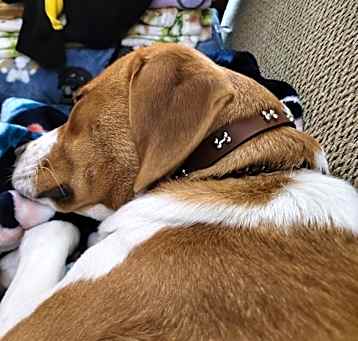 Photo of Digger