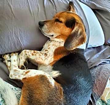Photo of Otis